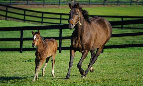 Horse and Foal