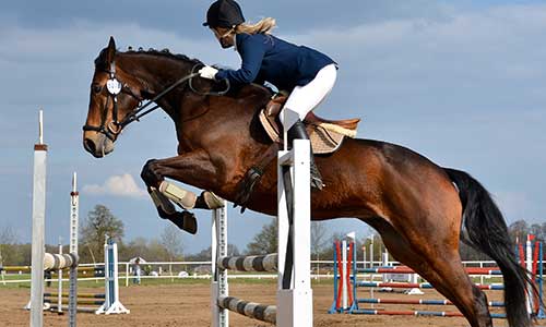 Horse Show Jumping