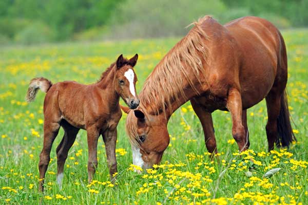 Horse and Colt