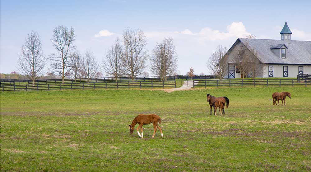 Foals and Mares on a Horse Farm
