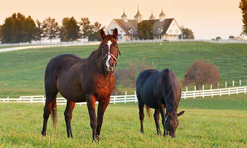 Horses on Farm