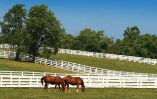 Private Horse Owner’s Equine Liability Insurance